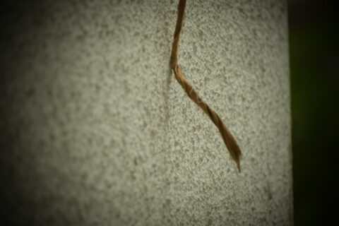 close up of worm