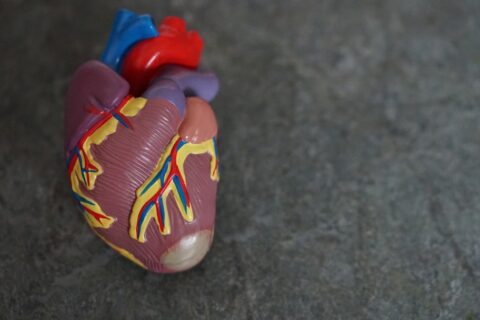 picture of a heart in anatomy class