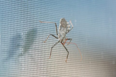 bug